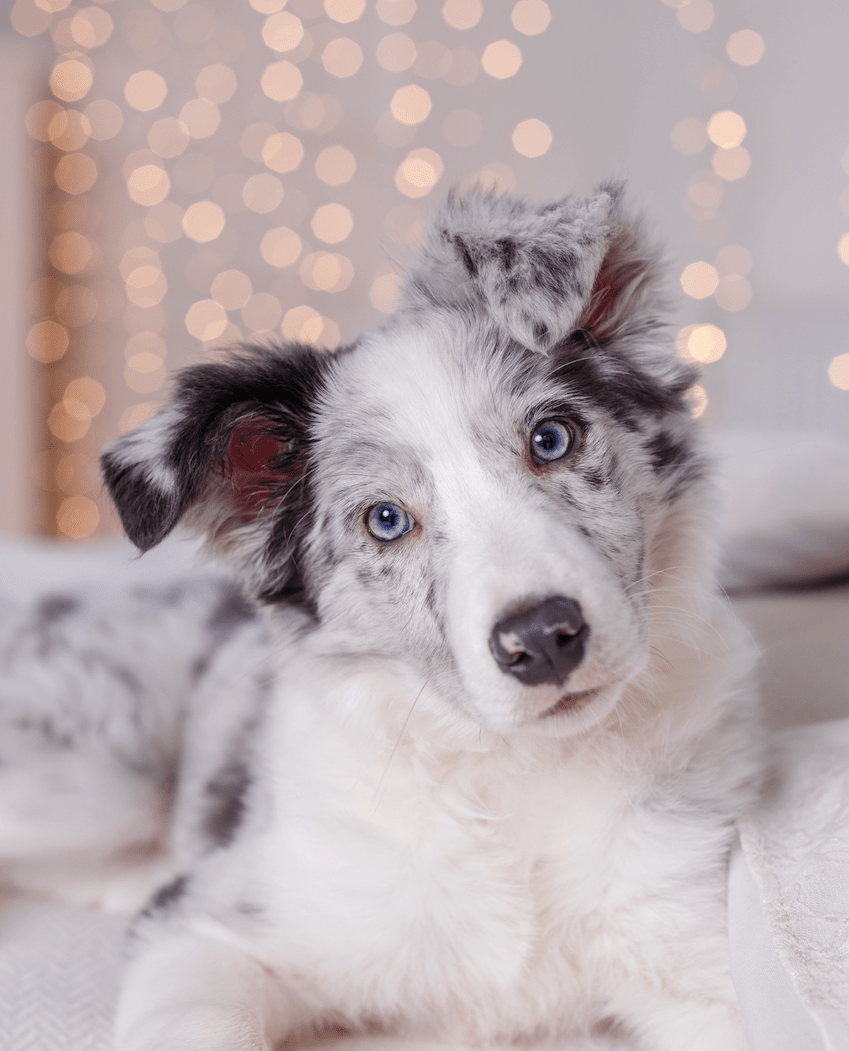 aussie shepherd