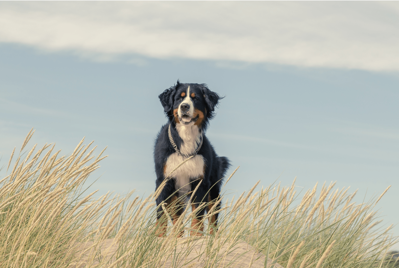 berner at beach