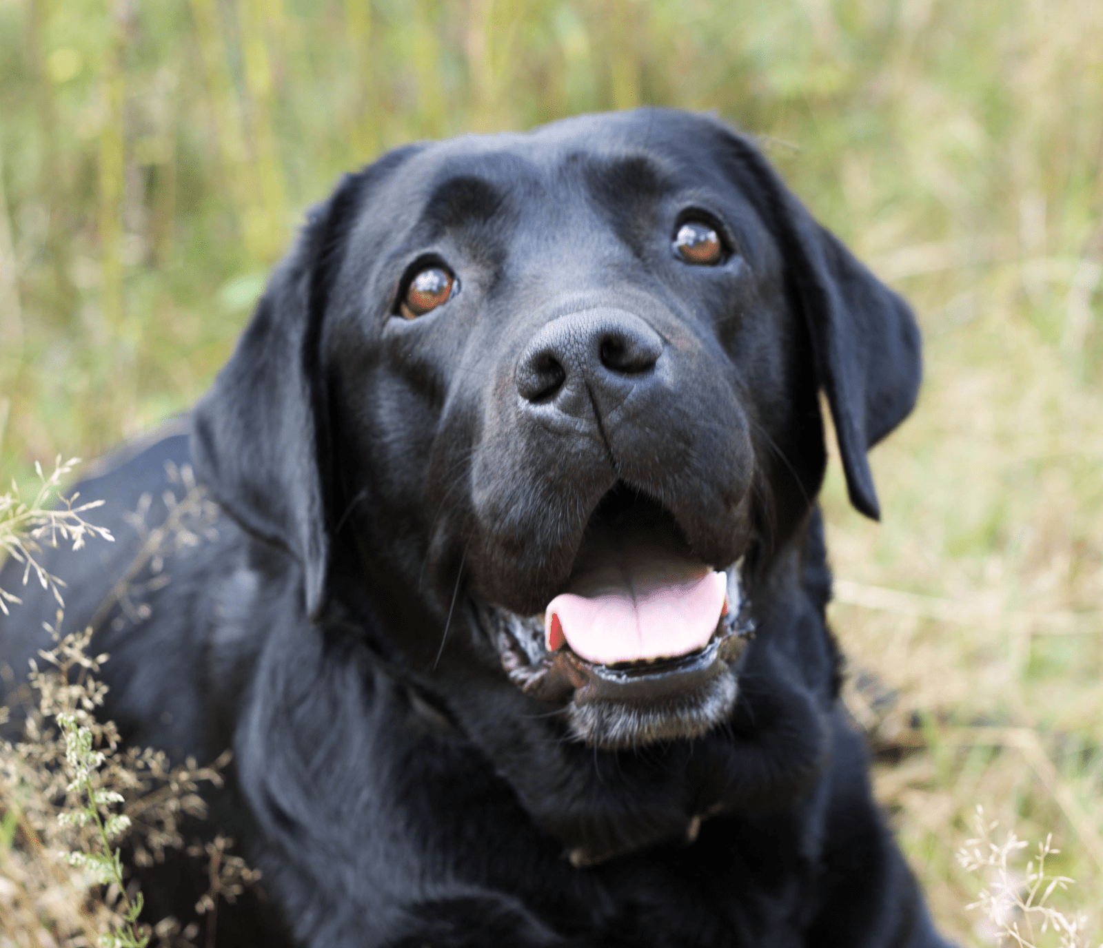 black labrador portrait