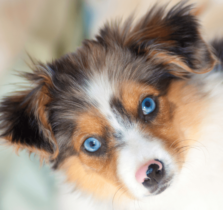blue eyed pup face crop rotated Lead The Way Therapy School Dog in class