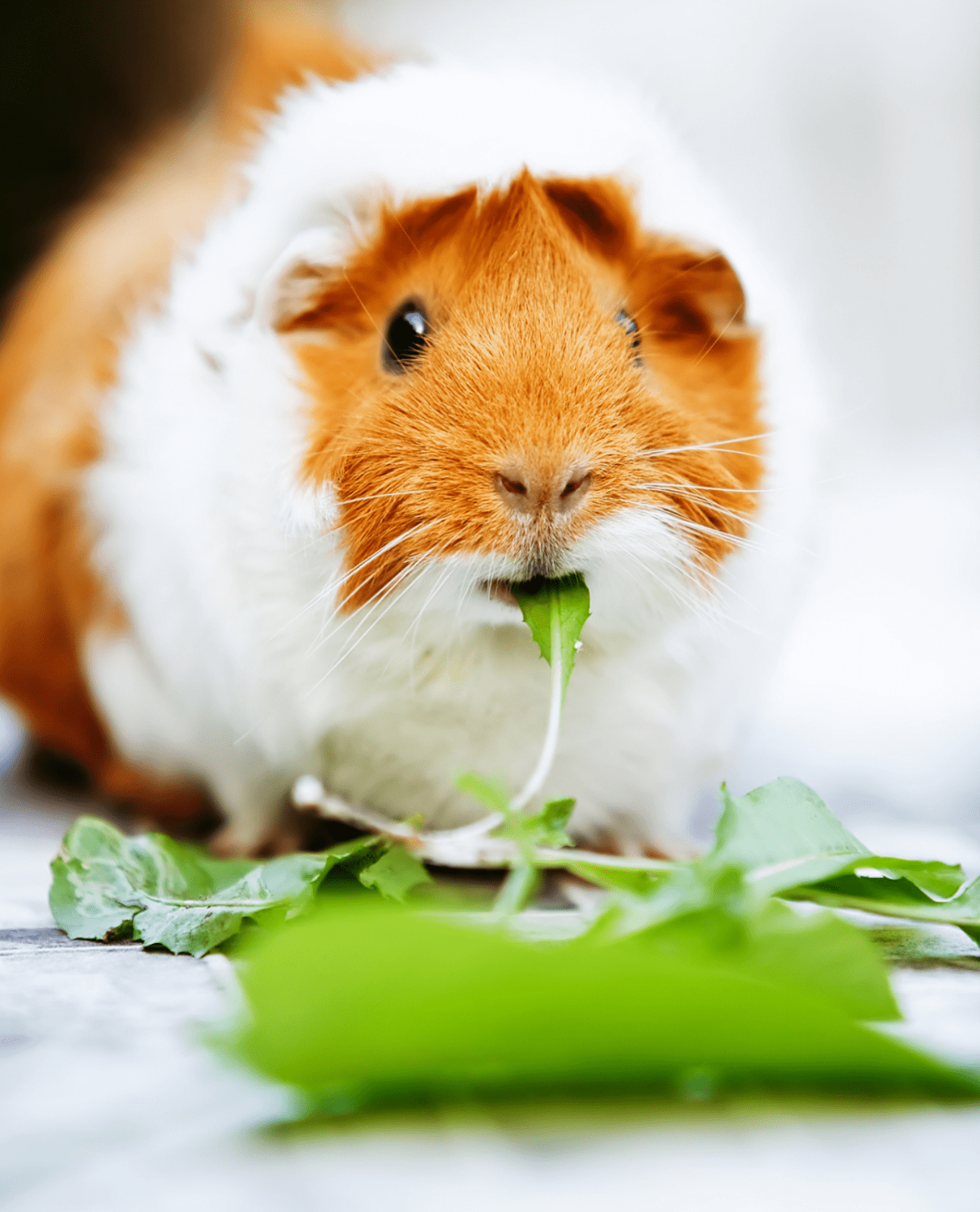 guinea pig