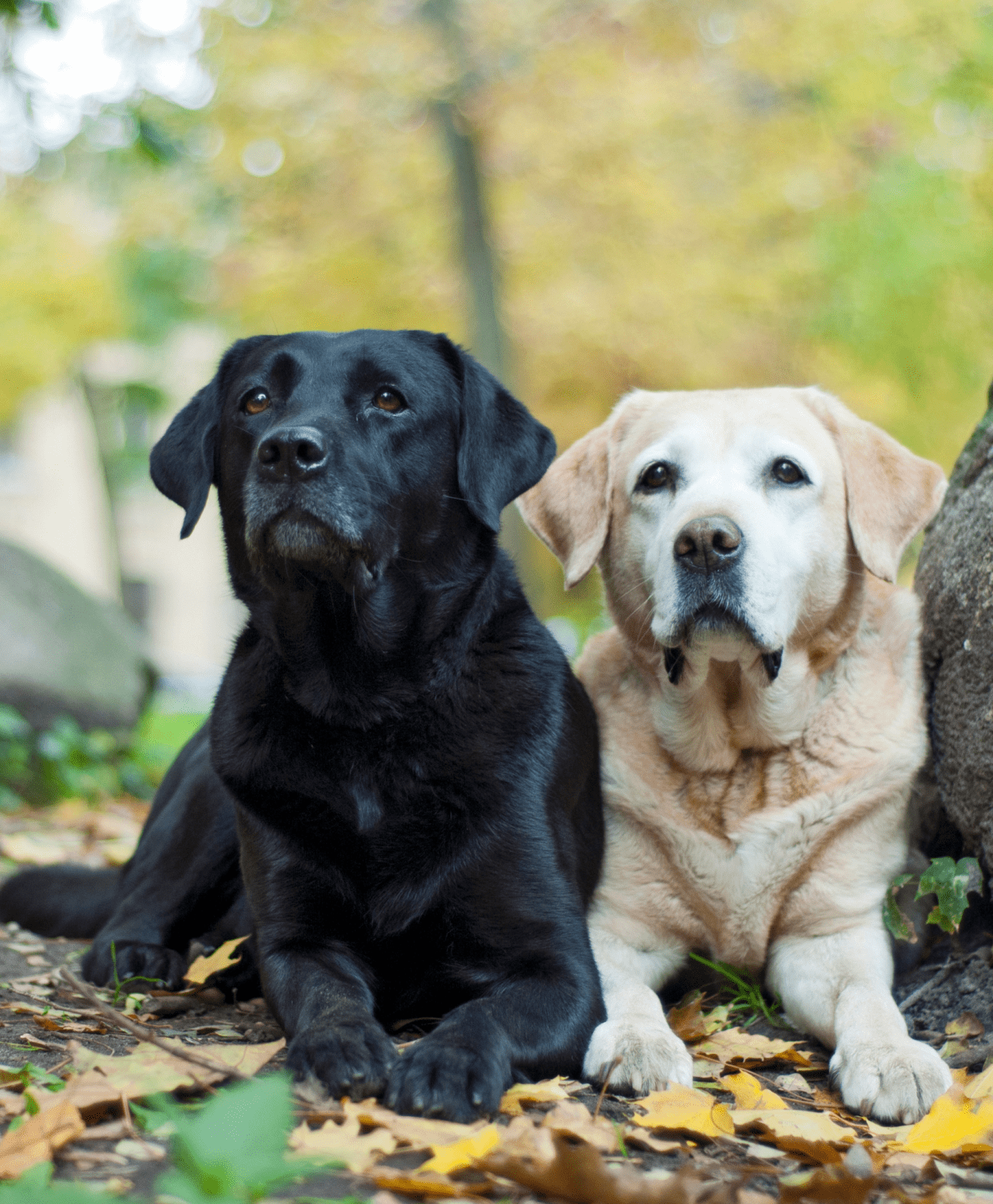 labradors