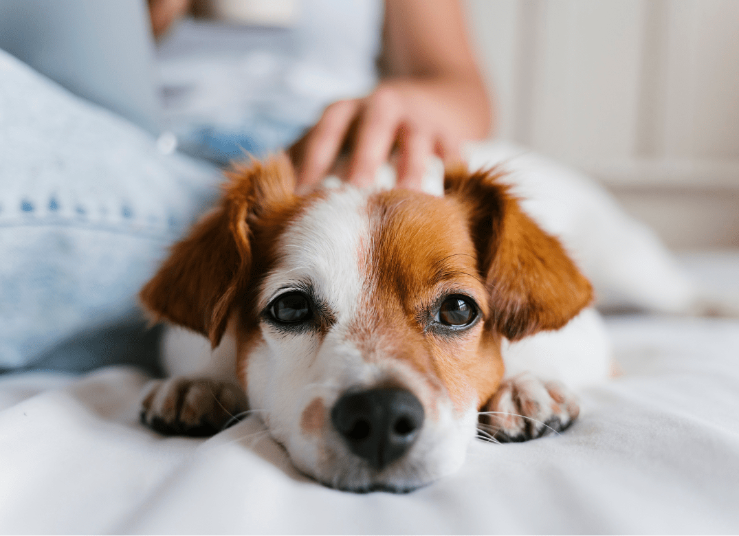 puppy pats