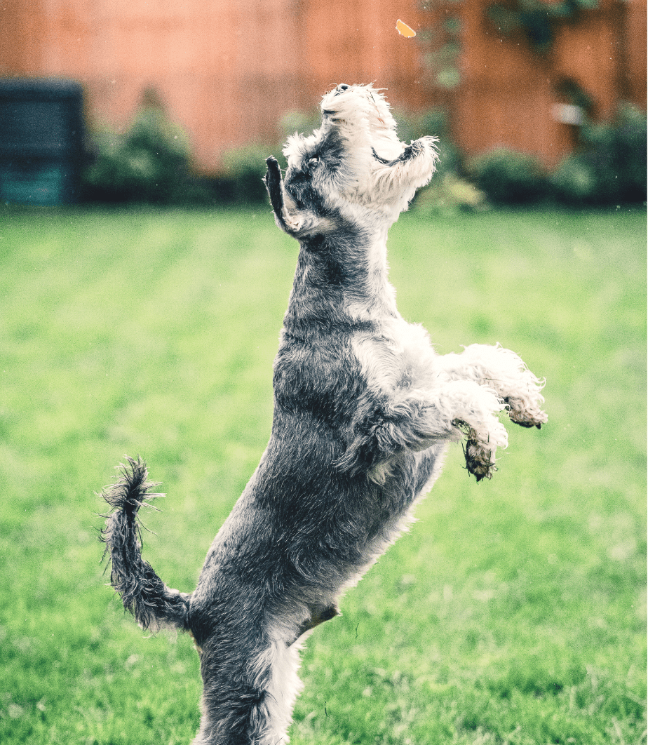 schnauzer with leaf